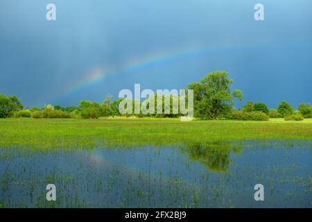 Arc-en-ciel sur une prairie inondée par temps pluvieux au printemps. France, Alsace. Banque D'Images