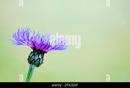 Fleur pourpre de la montagne de knapweed, Centaurea montana. Gros plan de la floraison d'une plante dans le jardin. Banque D'Images