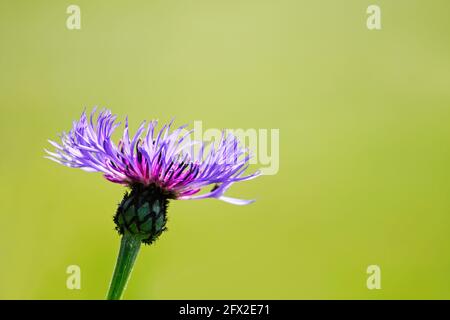 Fleur pourpre de la montagne de knapweed, Centaurea montana. Gros plan de la floraison d'une plante dans le jardin. Banque D'Images