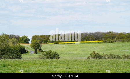 Paysage avec des champs verts près d'Ahlen, Dolberg. Nature au printemps avec prairie verte et arbres Banque D'Images