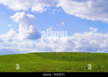 Paysage avec des champs verts près d'Ahlen, Dolberg. Nature avec prairie verte et ciel bleu avec nuages blancs. Banque D'Images