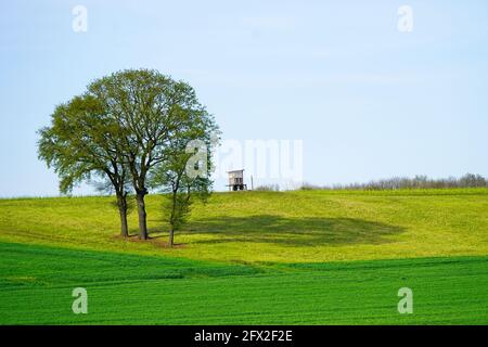 Paysage avec des champs verts près d'Ahlen, Dolberg. Nature au printemps avec prairie verte et arbres Banque D'Images