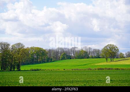 Paysage avec des champs verts près d'Ahlen, Dolberg. Nature au printemps avec prairie verte et arbres Banque D'Images