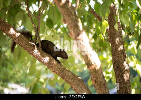 Vue en profil d'un écureuil gris de l'est (Sciurus carolinensis) dans un arbre. Phase noire. Banque D'Images