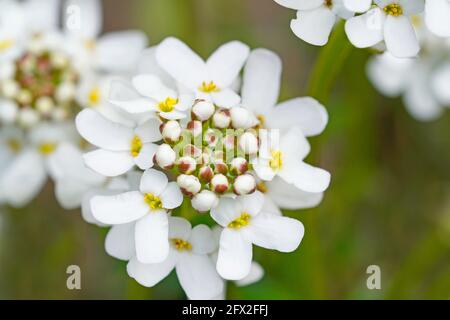 Gros plan des fleurs blanches du candytuft à feuilles persistantes. Hardy vivace dans le jardin. Iberis sempervirens Banque D'Images