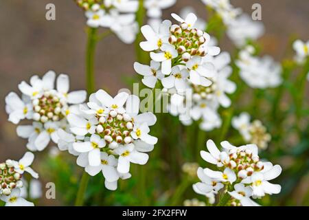 Gros plan des fleurs blanches du candytuft à feuilles persistantes. Hardy vivace dans le jardin. Iberis sempervirens Banque D'Images