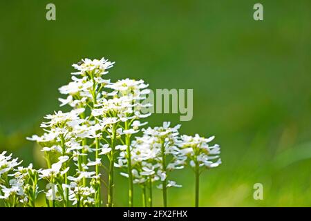 Gros plan des fleurs blanches du candytuft à feuilles persistantes. Hardy vivace dans le jardin. Iberis sempervirens Banque D'Images