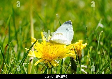 Le petit papillon blanc de chou se trouve sur la fleur du pissenlit. Gros plan de l'insecte dans l'environnement naturel. Pieris rapae. Banque D'Images