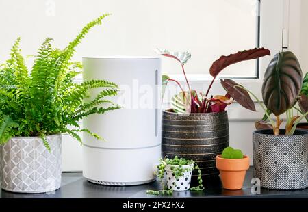 Composition élégante de plantes d'intérieur dans différents pots de vêtements et humidificateur électrique. Décoration moderne de plantes d'intérieur. Modèle, concept minimaliste.Tak Banque D'Images