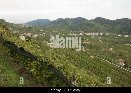 Italie,Trévise, Santo Stefano Valdobbiadene, domaine Cantine BISOL, producteurs de vin prosecco supérieur, vignobles vue panoramique photo © Sandro Mich Banque D'Images