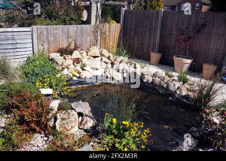 PETIT ÉTANG DE LA FAUNE DANS UN JARDIN INTÉRIEUR ARRIÈRE. ROYAUME-UNI. Banque D'Images