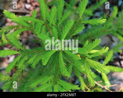 Arrière-plan de Noël. Vue sur le dessus de l'arbre de Noël vert. Banque D'Images