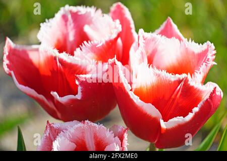 Tulipes rouges avec une bordure blanche effilochée. Gros plan des fleurs en fleurs dans le jardin. Fleur de printemps avec fleur rouge. Banque D'Images