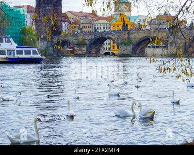 Vue sur le pont Charles et de cygnes sur la Vltava à Prague, République tchèque, au coucher du soleil Banque D'Images