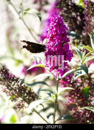 Le papillon en deuil recueille du pollen sur une plante de Buddleia dans un jardin urbain, Los Angeles, Californie, le 9 mai 2021 photo par Jennifer Graylock-Graylock.com 917-519-7666 Banque D'Images