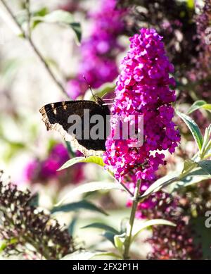 Le papillon en deuil recueille du pollen sur une plante de Buddleia dans un jardin urbain, Los Angeles, Californie, le 9 mai 2021 photo par Jennifer Graylock-Graylock.com 917-519-7666 Banque D'Images
