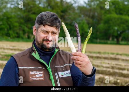 Bauer Scholtheis vom Niederrhein während der Spargelernte mit Weißem, Grünem und Violettem oder Lila Spargel. Die seltene Sorte stamtt aus Italien und Banque D'Images