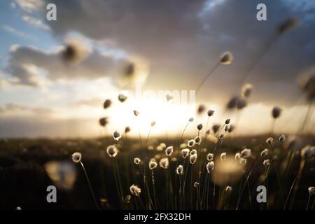 Herbe de coton romantique dans la lande, allemagne Banque D'Images