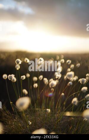 Herbe de coton romantique dans la lande, allemagne Banque D'Images