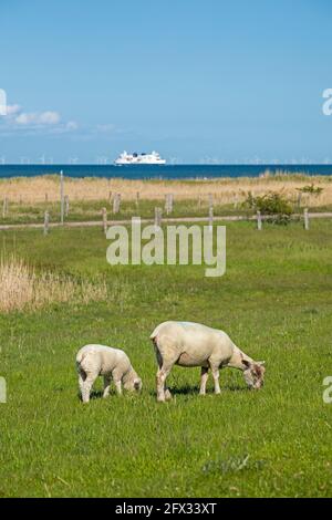 Brebis et agneau sur la digue, ferry, Puttgarden, île de Fehmarn, Schleswig-Holstein, Allemagne Banque D'Images