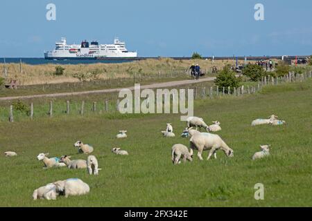 Moutons sur la digue, ferry, Puttgarden, île de Fehmarn, Schleswig-Holstein, Allemagne Banque D'Images