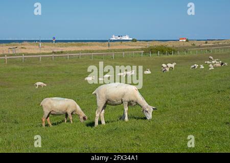 Moutons sur la digue, ferry, Puttgarden, île de Fehmarn, Schleswig-Holstein, Allemagne Banque D'Images