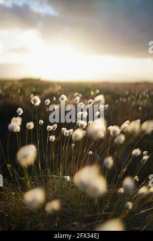 Herbe de coton romantique dans la lande, allemagne Banque D'Images