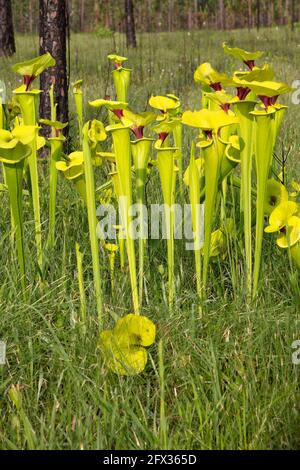 Usine de Pitcher jaune (Sarracenia flava var rugelii), nord-ouest de la Floride, printemps, États-Unis, par James D Coppinger/Dembinsky photo Assoc Banque D'Images