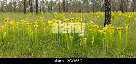 Usine de Pitcher jaune (Sarracenia flava var rugelii), nord-ouest de la Floride, printemps, États-Unis, par James D Coppinger/Dembinsky photo Assoc Banque D'Images