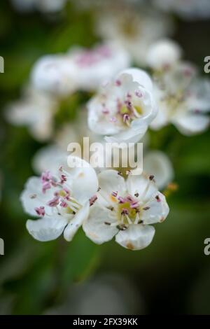Gros plan sur les fleurs de Hawthorne dans la nature, Worcestershire, Angleterre. Banque D'Images