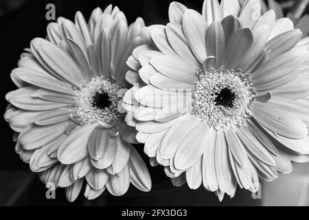 Images artistiques en noir et blanc de Roses, Gerber Daisies, bouquets de Thistle et petits pains à New York, le jeudi 9 mai 2019. Photo de Jennifer Graylock-Graylock.com 917-519-7666 Banque D'Images