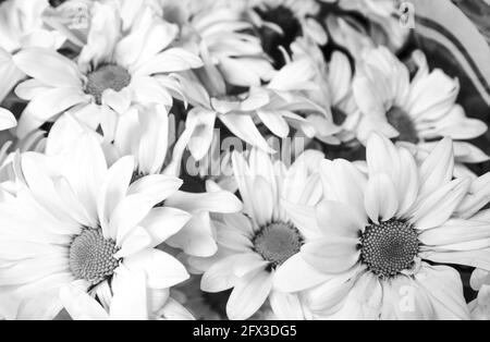 Images artistiques en noir et blanc de Roses, Gerber Daisies, bouquets de Thistle et petits pains à New York, le jeudi 9 mai 2019. Photo de Jennifer Graylock-Graylock.com 917-519-7666 Banque D'Images