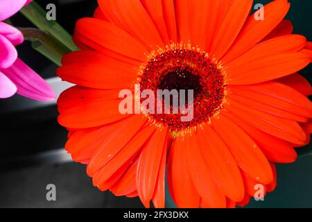 Bouquets et petits pains Gerber Daisies à New York, le jeudi 9 mai 2019. Photo de Jennifer Graylock-Graylock.com 917-519-7666 Banque D'Images