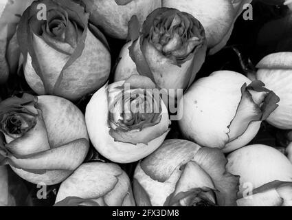 Images artistiques en noir et blanc de Roses, Gerber Daisies, bouquets de Thistle et petits pains à New York, le jeudi 9 mai 2019. Photo de Jennifer Graylock-Graylock.com 917-519-7666 Banque D'Images