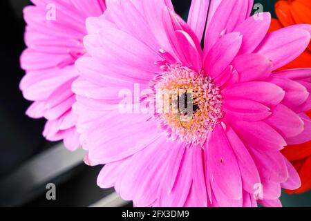 Bouquets et petits pains Gerber Daisies à New York, le jeudi 9 mai 2019. Photo de Jennifer Graylock-Graylock.com 917-519-7666 Banque D'Images