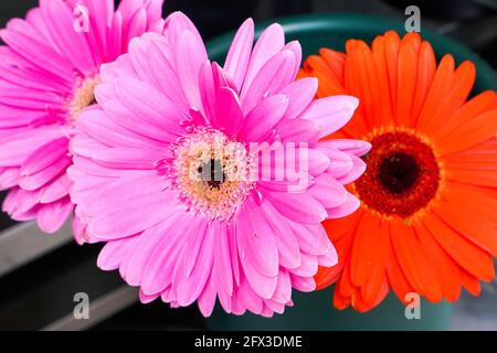 Bouquets et petits pains Gerber Daisies à New York, le jeudi 9 mai 2019. Photo de Jennifer Graylock-Graylock.com 917-519-7666 Banque D'Images