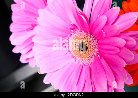 Bouquets et petits pains Gerber Daisies à New York, le jeudi 9 mai 2019. Photo de Jennifer Graylock-Graylock.com 917-519-7666 Banque D'Images