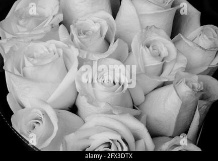 Images artistiques en noir et blanc de Roses, Gerber Daisies, bouquets de Thistle et petits pains à New York, le jeudi 9 mai 2019. Photo de Jennifer Graylock-Graylock.com 917-519-7666 Banque D'Images