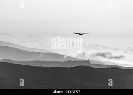 Griffon vautour du ciel au-dessus de la montagne Rocca del Crasto, Sicile Banque D'Images