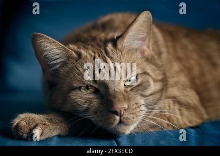 Gros plan de chat rouge mignon se détendre sur un canapé bleu. Banque D'Images