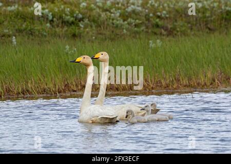 Whooper swans (Cygnus cygnus) couple / couple nage dans le lac avec trois poussins en été, Islande Banque D'Images