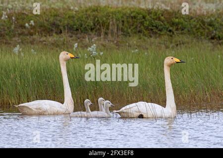 Whooper swans (Cygnus cygnus) couple / couple nage dans le lac avec trois poussins en été, Islande Banque D'Images