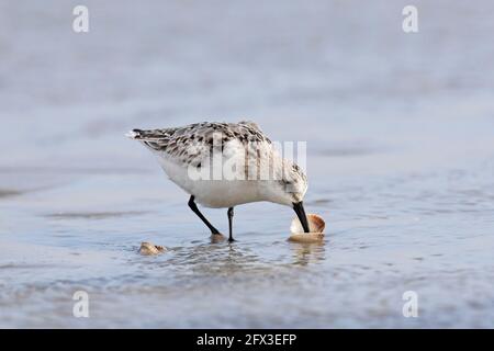 Sanderling (Calidris alba) en hiver, l'ouverture du plumage et manger du coq / de la palourdes la plage Banque D'Images