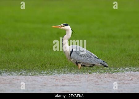 Héron gris (Ardea cinerea) pêche en eau peu profonde dans les marais Banque D'Images