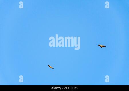 Griffon vautour du ciel au-dessus de la montagne Rocca del Crasto, Sicile Banque D'Images