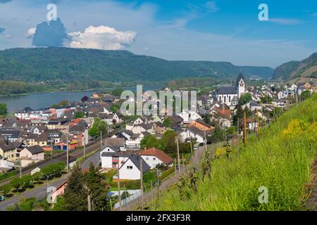 Culture du vin de Riesling, vitivuture de pente abrupte aux vignobles de Leutesdorf, vallée du Rhin moyen, Rhénanie-Palatinat, Allemagne Banque D'Images