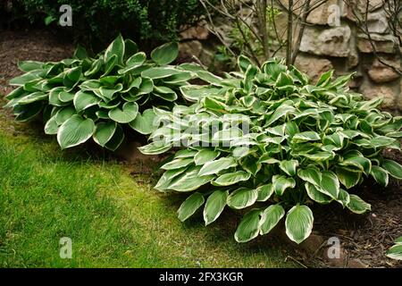 Plante hosta verte et blanche dans un jardin Banque D'Images