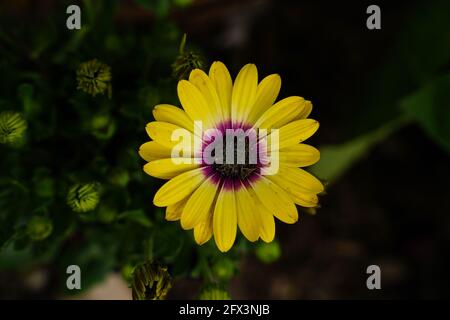 Marguerite jaune africaine avec centre violet - fleurs vivaces avec copier l'espace Banque D'Images