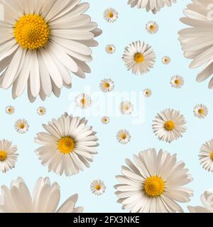 Motif sans couture avec fleurs de camomille sur fond bleu clair. Composition de la pose à plat. Vue de dessus. Banque D'Images