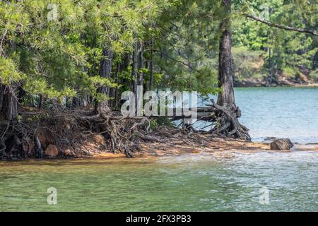 Érosion tout autour du rivage du lac Lanier en Géorgie avec les racines de l'arbre exposées tenant sur le bord rocailleux de la rive sur une journée ensoleillée à spri Banque D'Images